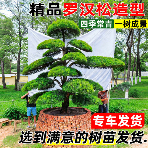 罗汉松盆景室外庭院大型树木黄杨亮晶女贞造型树苗木耐寒耐旱老桩