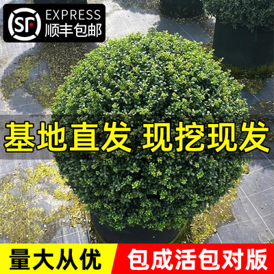 龟甲冬青树苗齿叶冬青球小叶冬青球四季常青庭院绿化景观造型耐寒