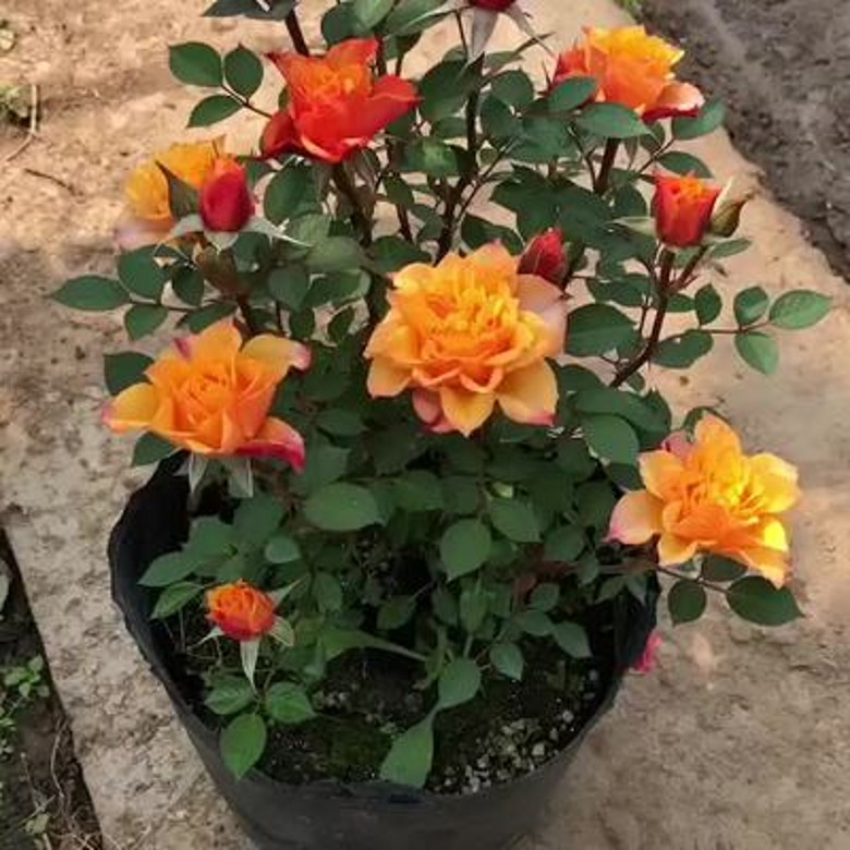欧洲微月比基尼经典复古色月季阳台庭院勤花多头多季开花玫瑰盆栽