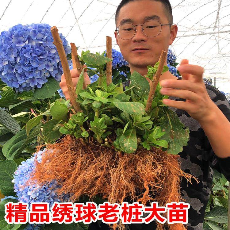 绣球花苗老桩大苗多季开 花阳台带花无尽夏庭院耐寒树苗盆栽植物,鲜花速递/花卉仿真/绿植园艺,绣球/木绣球/木本植物,淘宝优惠券,粉丝福利购,淘宝优惠卷