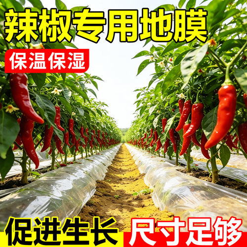 辣椒专用地膜白色农用种植保温保湿除草塑料蔬菜水果大棚薄膜耐用