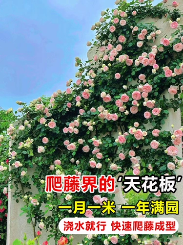 [саженец размером 1,8 м] саженцы роз, плетистые розы, очень крупные цветы, многосезонные цветущие цветы, горшечные розы.