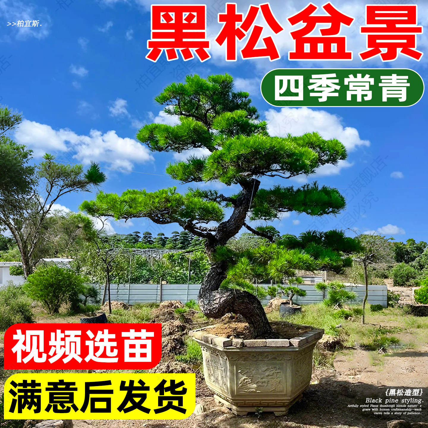 黑松盆景庭院别墅首选精品地栽老桩造型迎客松罗汉松树苗四季常青