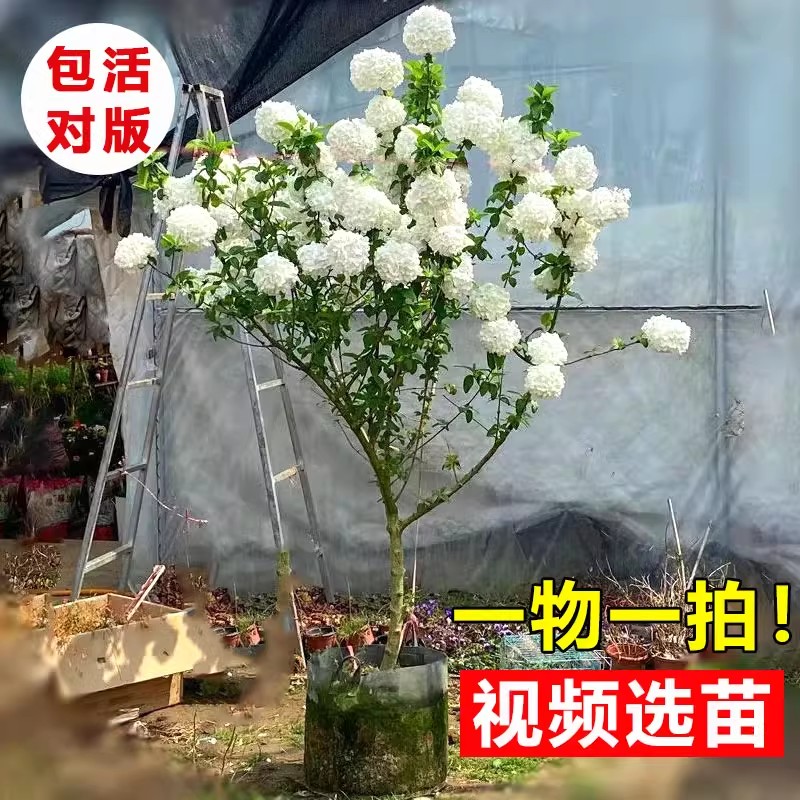 中华木本绣球树苗大花斗球白麻球苗庭院别墅耐寒盆栽风景树绣球花