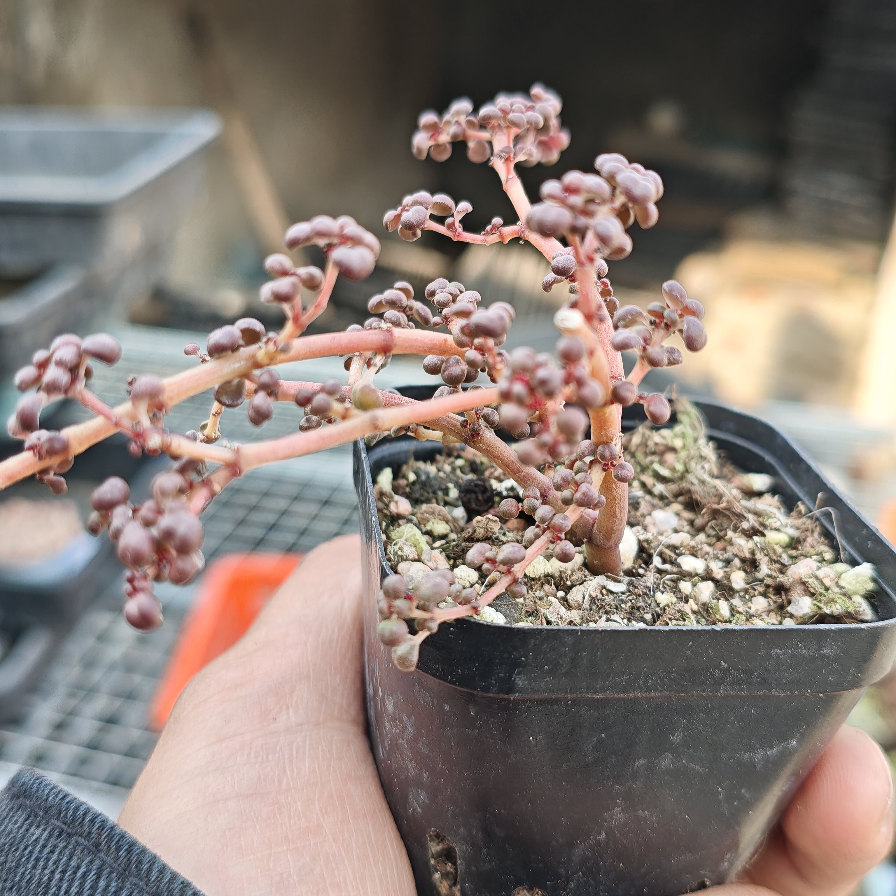 露镜多肉植物一颗包邮新手好养活小盆栽花卉阳台