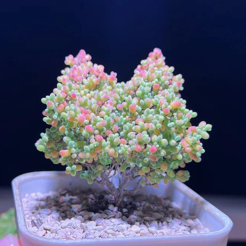 糖球金橘蜜桔糖球枝干番杏糖果多肉植物冰晶新手好养造型小老桩