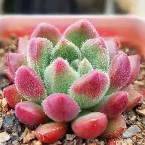锦司晃多肉盆栽四季易成活阳台室内桌面好养新手植物花卉