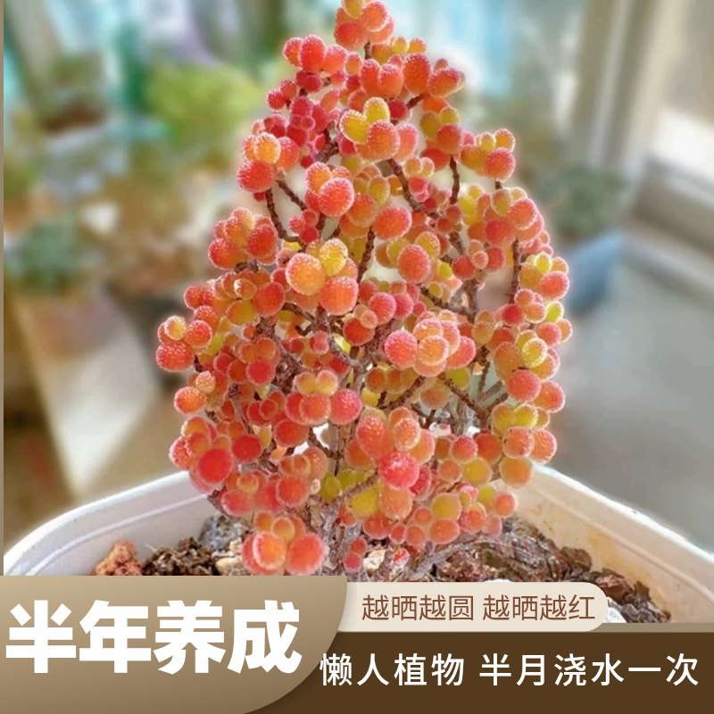 20种无根枝条不惧夏天多肉植物枝干番杏冰晶玉米蜜橘糖球钻石红叶