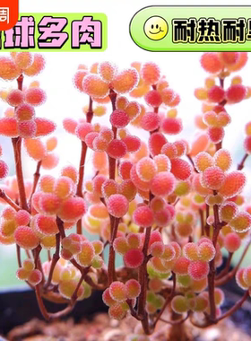 蜜桔糖球多肉植物室内盆栽密叶枝干番杏名贵花卉办公阳台高端稀有