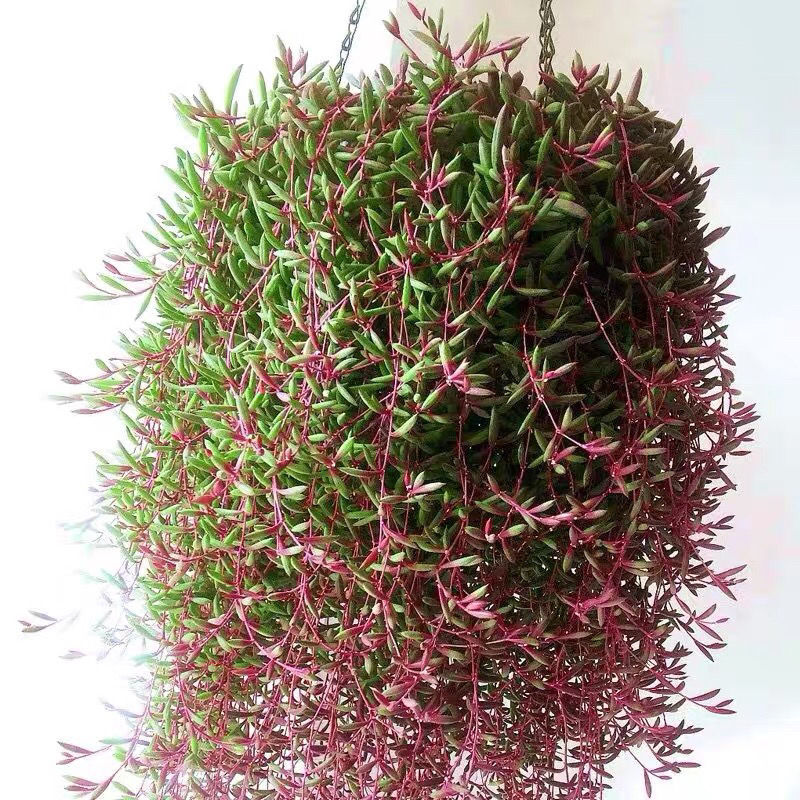 多肉植物珍珠吊兰盆栽室内花卉佛珠吊兰吸甲醛净化空气阳台绿植