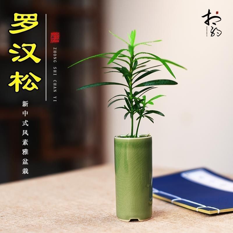 罗汉松盆栽室内办公室茶几茶室桌面小盆景趣味中式迷你小盆栽好养