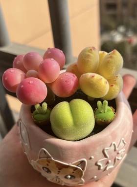 多肉熊爪植物童子可爱黄色饼干熊掌新款网红室内阳台桌面超萌粉熊