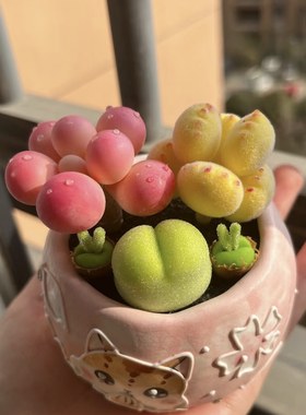 多肉熊爪植物童子可爱黄色饼干熊掌新款网红室内阳台桌面超萌粉熊