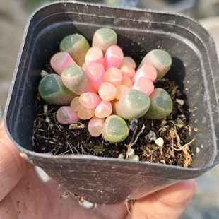 五十铃玉粉红锦多肉植物一颗包邮新手好养活小盆栽花卉阳台