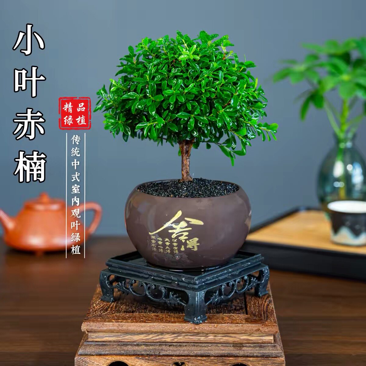 小叶赤楠舍得桌面盆景老桩净化空气绿植卧室盆栽实物鲜活好看