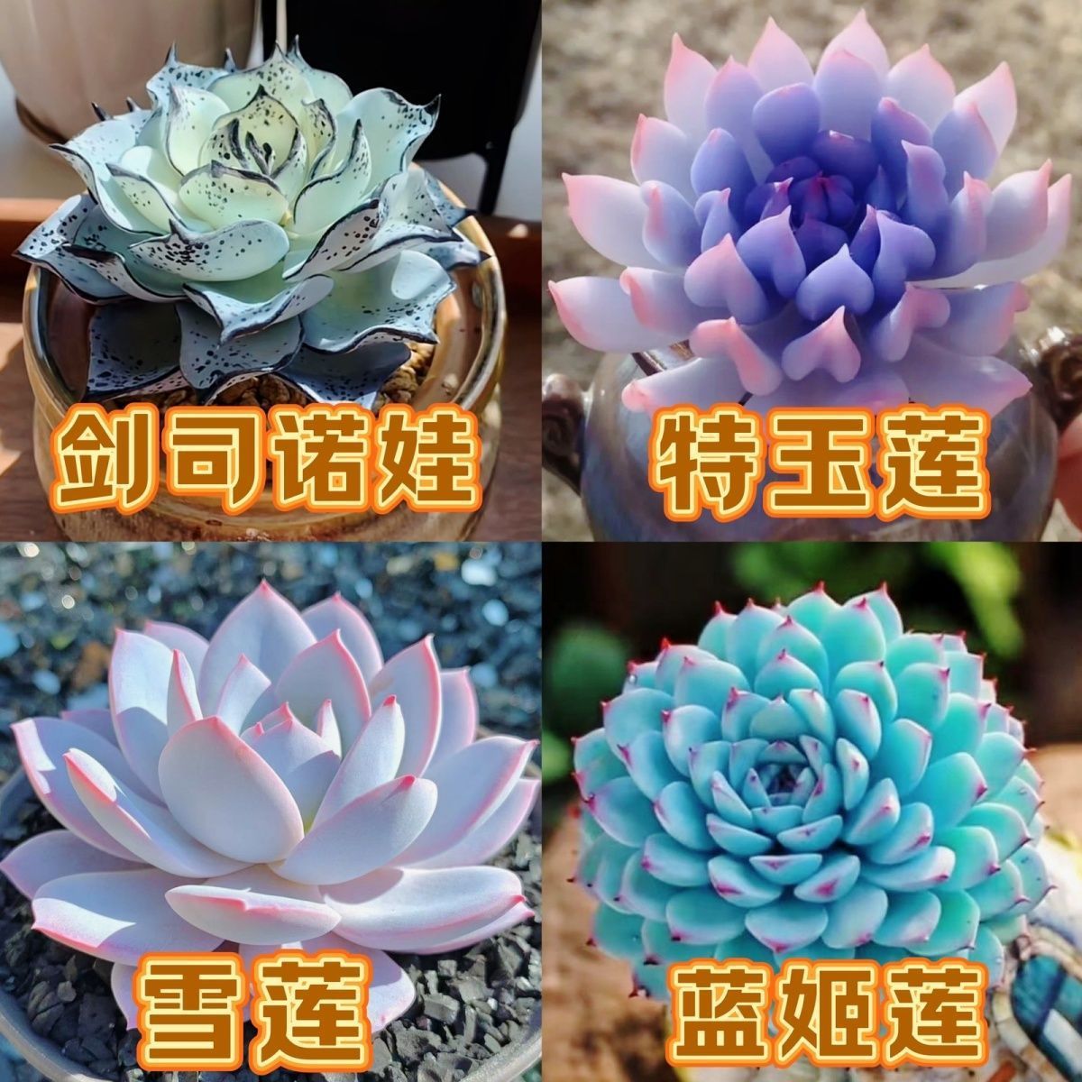 多肉植物剑司诺娃特玉莲晚霞之舞蓝姬莲精美组合绿植盆栽防辐射