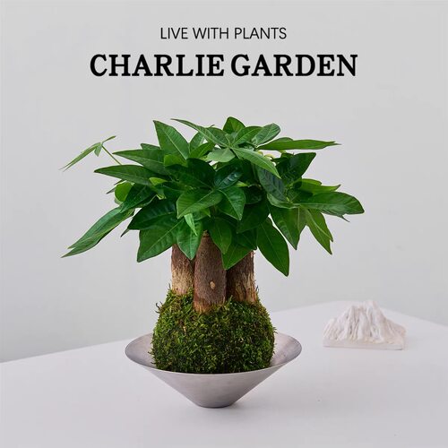 三杆发财树苔藓盆栽室内桌面绿植含盆易养护办公室装饰植物活体
