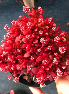 群生多肉植物红稚儿办公室阳台红色开花绿植花卉盆栽新手好养活