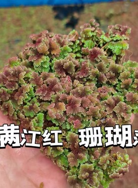 满江红浮萍珊瑚萍水草植物红浮飘中草药红浮萍红绿色鱼虾龟缸造景