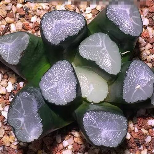 玉扇多肉万象多肉植物盆栽绿植室内阳台沙漠造景皮实好养易活