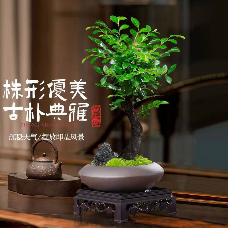 小叶紫檀盆景老桩植物树苗办公室内桌面小绿植黑骨茶盆栽禅意摆件
