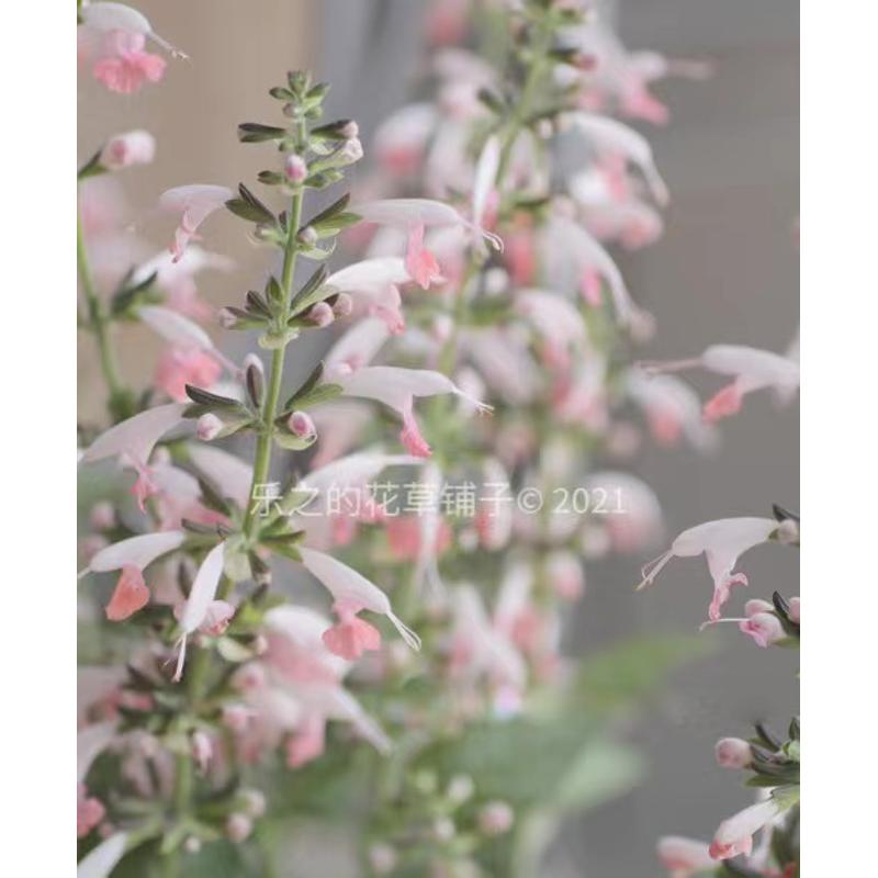 鼠尾草种子夏日宝石粉色 SummerJewel庭院阳台盆栽花卉香草