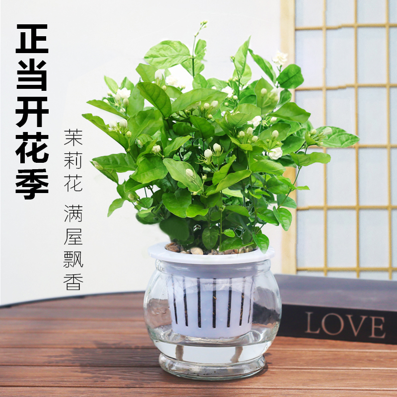 茉莉花盆栽室内好养开花植物四季花开绿植虎头茉莉老桩喜阳植物