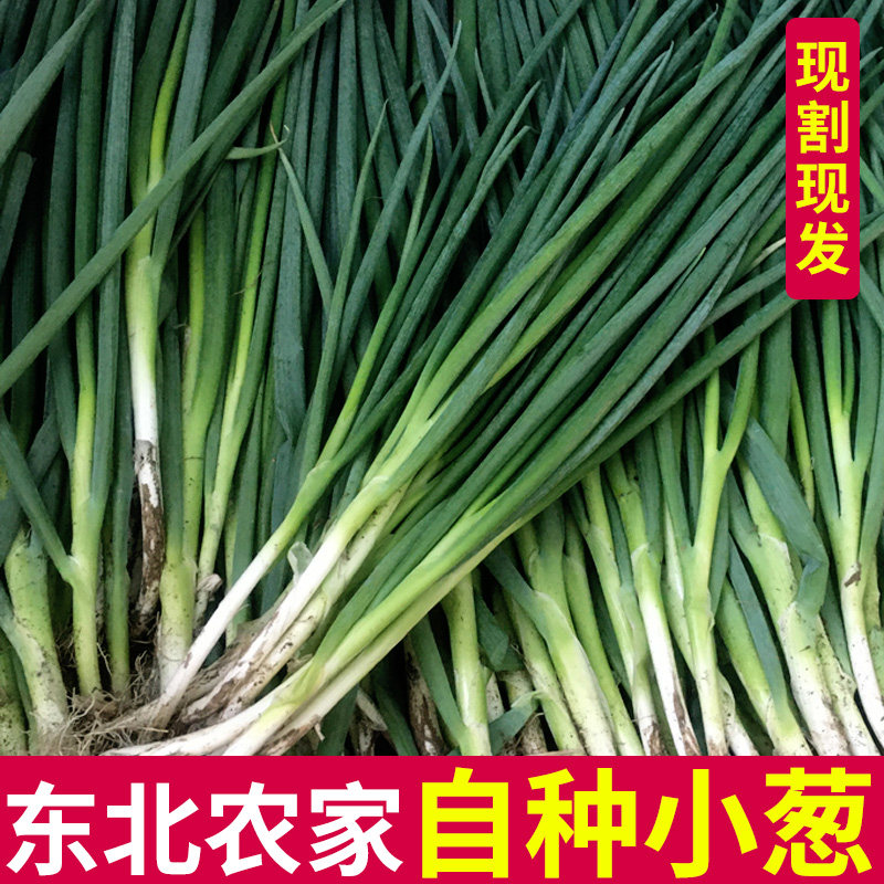 吉林包邮小葱新鲜东北现割农家蔬菜蘸酱葱小香葱子白露葱蘸酱