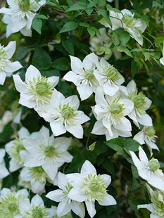 小绿铁线莲花大苗阳台盆栽绿植重瓣大花庭院藤本爬藤攀援植物四季