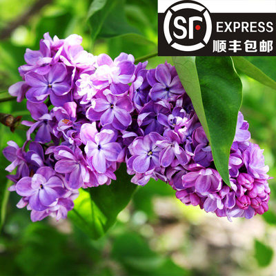 丁香花卉庭院阳台春秋