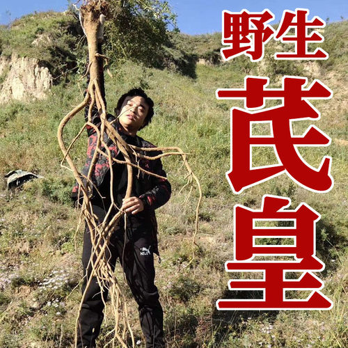 野生黄芪内蒙古中药材