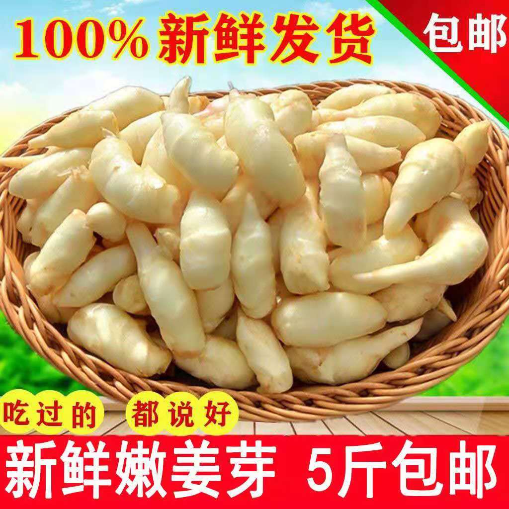 仔姜嫩姜新鲜嫩姜芽泡菜仔姜小嫩姜芽红芽姜新鲜嫩生姜腌制姜5斤