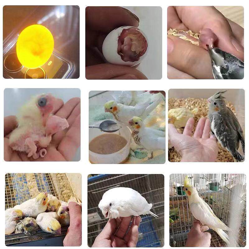 鹦鹉蛋受精可孵化玄凤黄化金彩虎皮受精蛋种蛋鸟蛋人工手养玄凤蛋