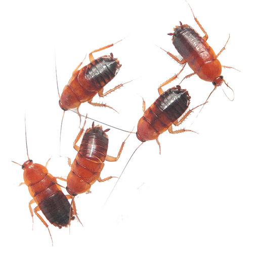 樱桃蟑螂活体饲料樱桃红蟑螂幼体活虫爬宠爬虫鸣虫食物守宫金龙鱼