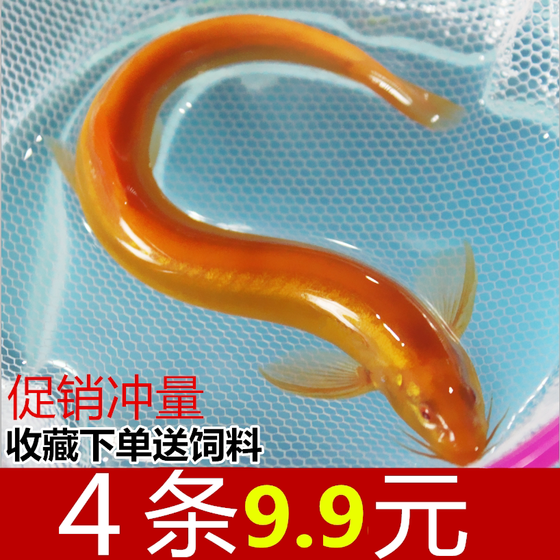 工具鱼吃便鱼观赏鱼苗冷水鱼吃垃圾的鱼清洁黄金泥鳅鲜活金色小龙