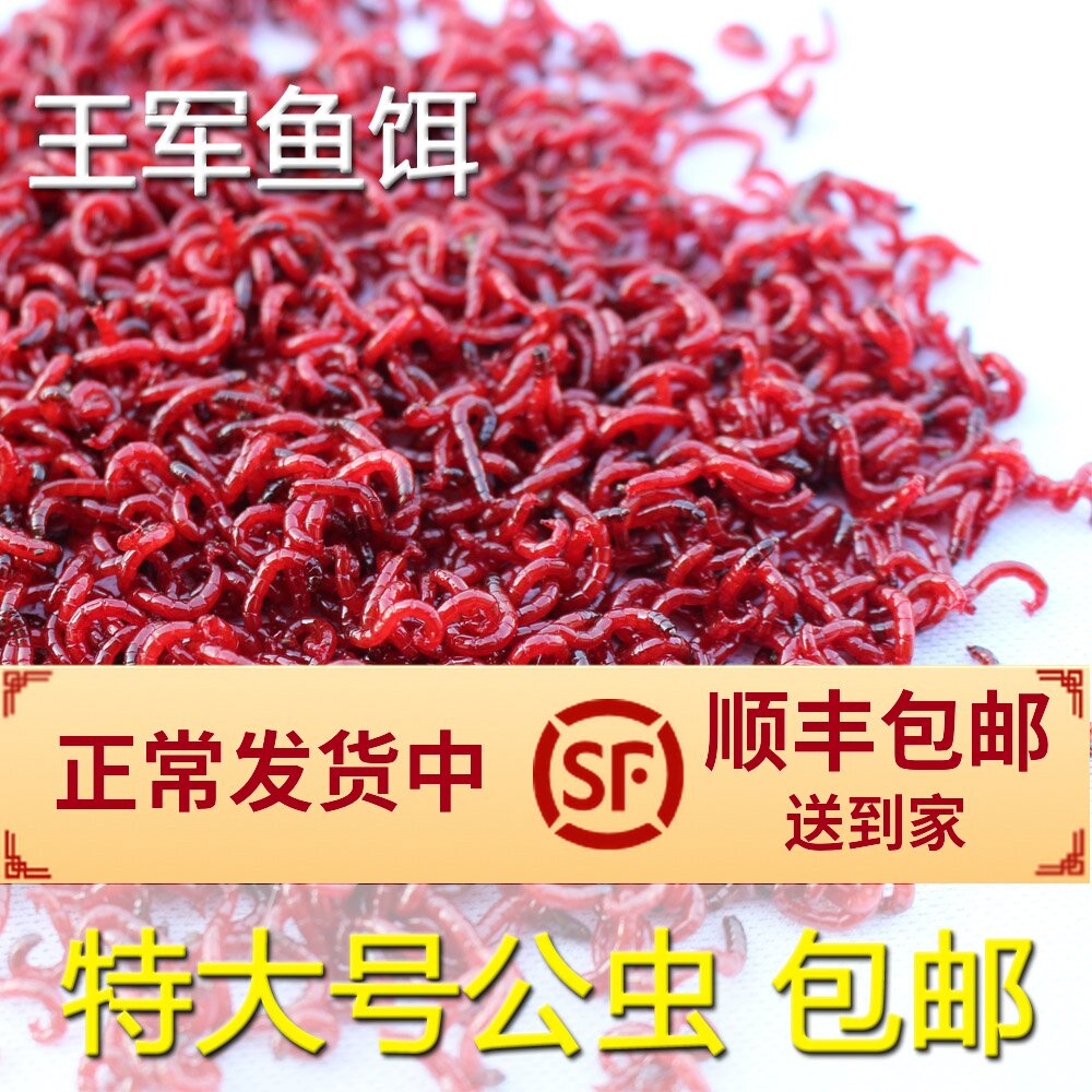 顺丰包邮鲜活红虫活饵黑头公虫钓鱼蚯蚓特大号拉饵血虫王军鱼饵