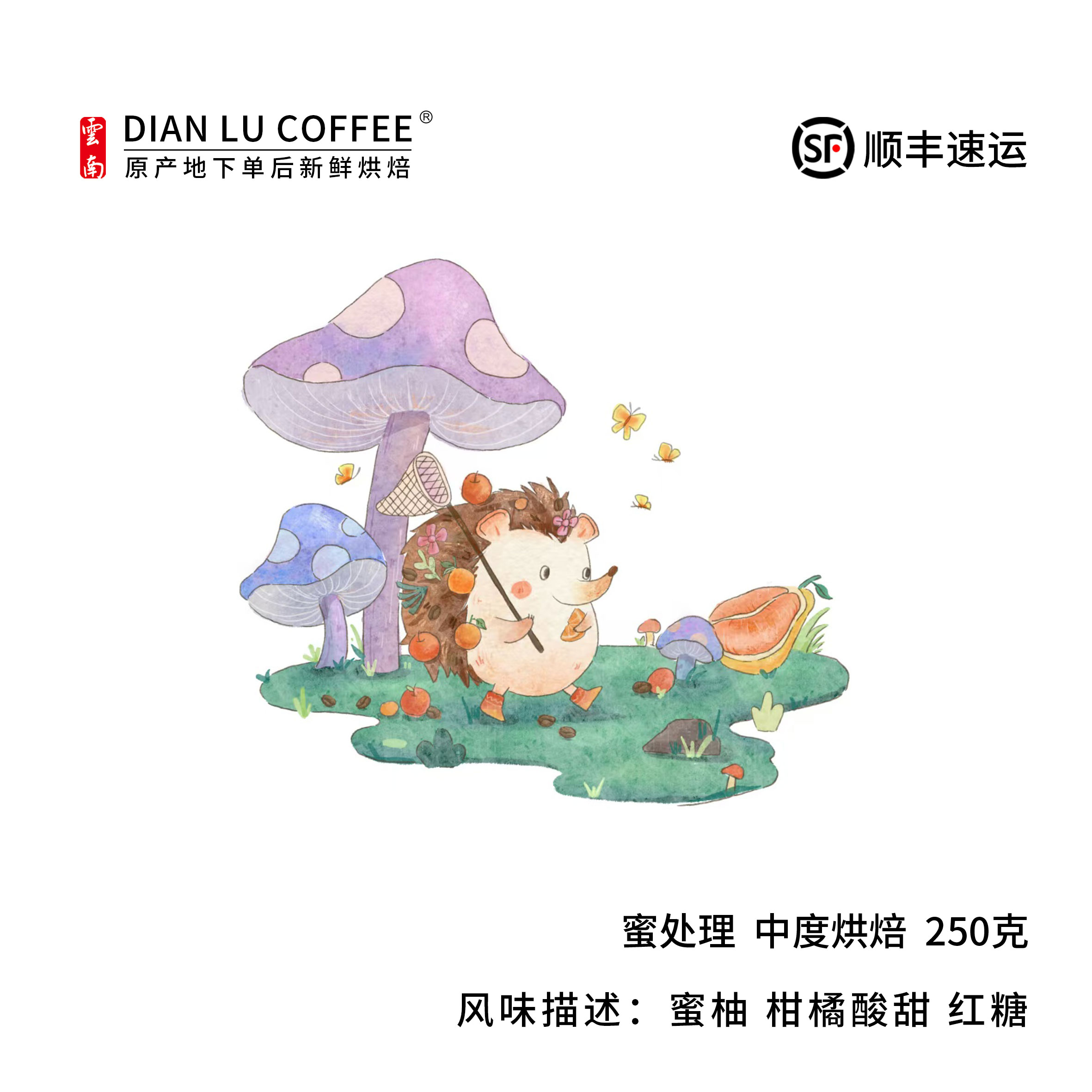 云南 滇潞 保山小粒咖啡豆 蜜处理 手冲单品