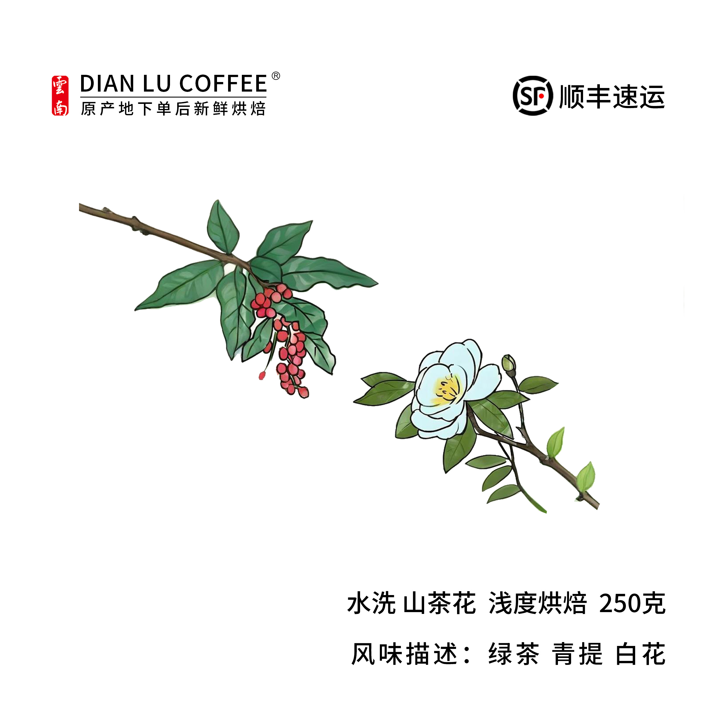 滇潞云南小粒咖啡保山茶花