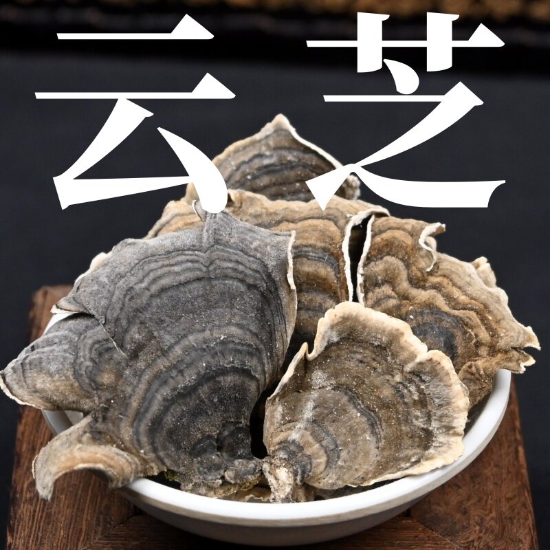 云芝 中药材黄云芝东北灰云灵芝 芸芝干货瓦菌彩云革盖菌云芝蘑非