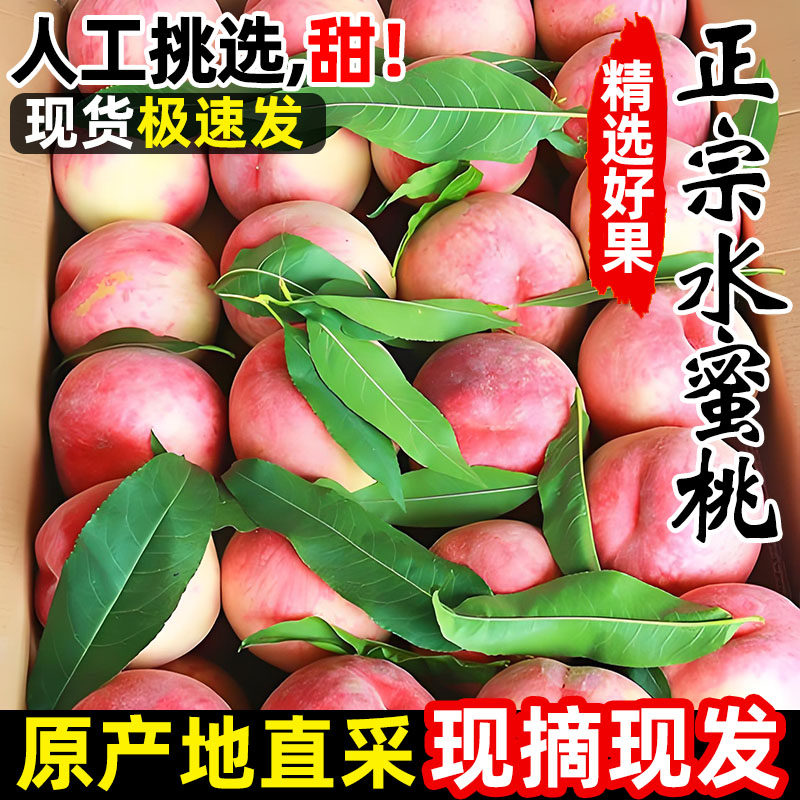 现摘水蜜桃新鲜桃子脆桃毛桃时令水果新鲜当季大果10斤血黄油红桃
