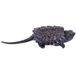 鳄龟小乌龟活物乌龟蛋受精可孵化鳄鱼龟苗幼苗招财乌龟食宠物活体