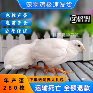 网红宠物鸡体迷你鸡活下蛋好活物观赏鸡活全色系礼物服青年鸡养