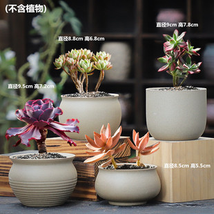 组合陶瓷花盆盆栽肉肉植物桌面室内新款 多肉植物拇指套装 简约复古