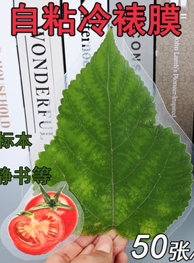 自粘冷裱膜照片A4塑封膜相片保护膜手工diy安静书树叶标本膜6寸手工标本树叶贴膜DIY高透粘性强
