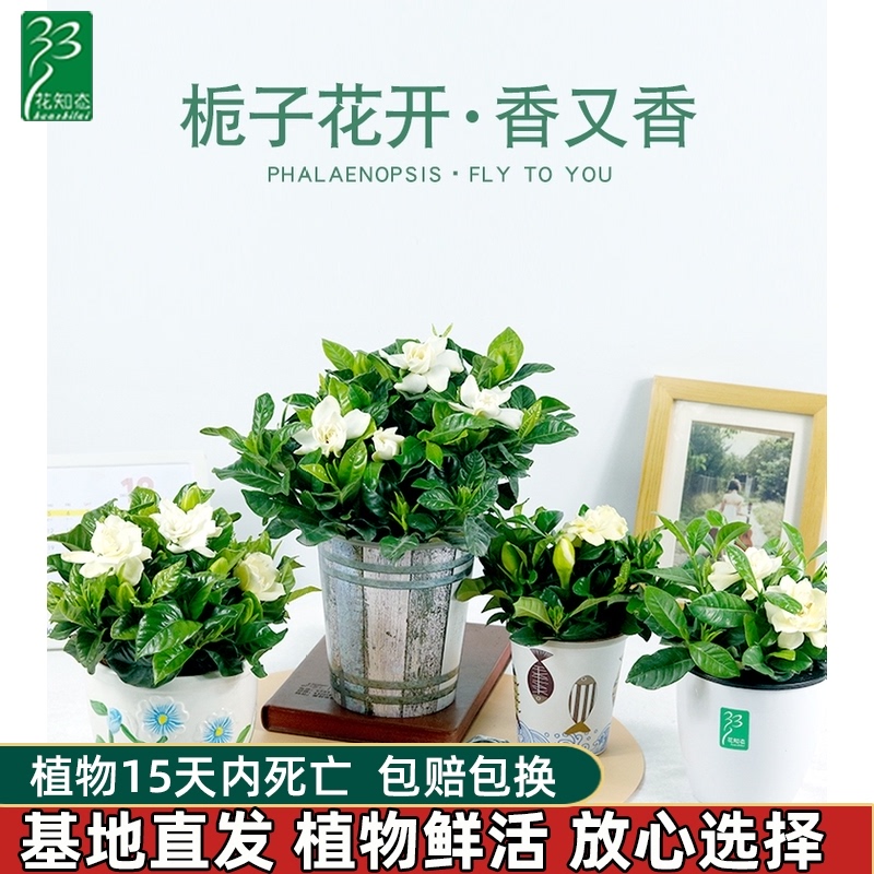 花卉植物室内花趣味 价格 怎么样 图片