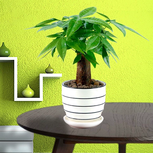 Фортуна деревья горшечные растения.