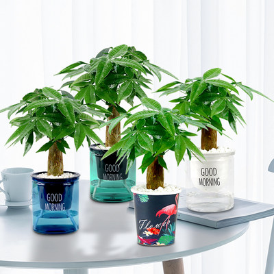 水培植物吉利红发财树绿萝花卉室内盆栽多肉绿植物富贵文竹薄荷养 爱你一万年旗舰店 淘优券