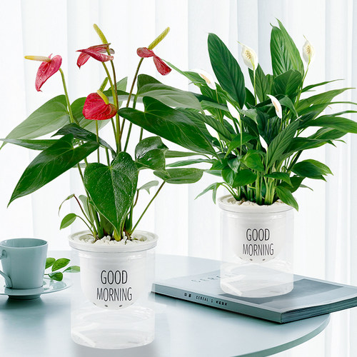 红掌盆景植物价格 红掌盆景植物图片 星期三