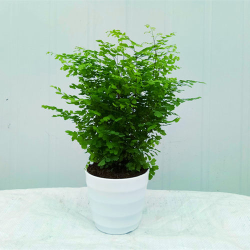 盆栽室内花卉铁线蕨价格 盆栽室内花卉铁线蕨图片 星期三