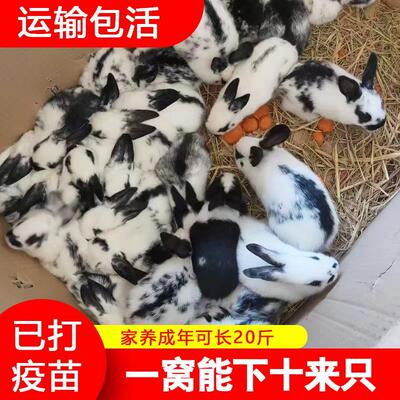 家兔肉兔幼兔小白兔宠物